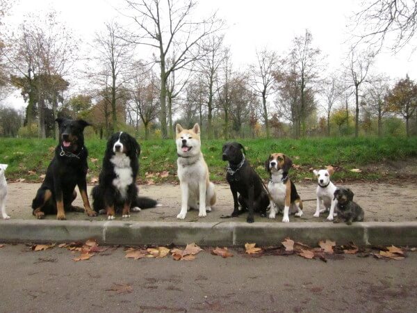 @promenade-chien-paris