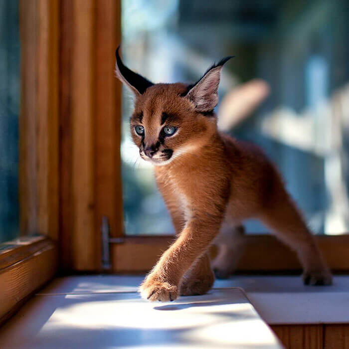 caracal