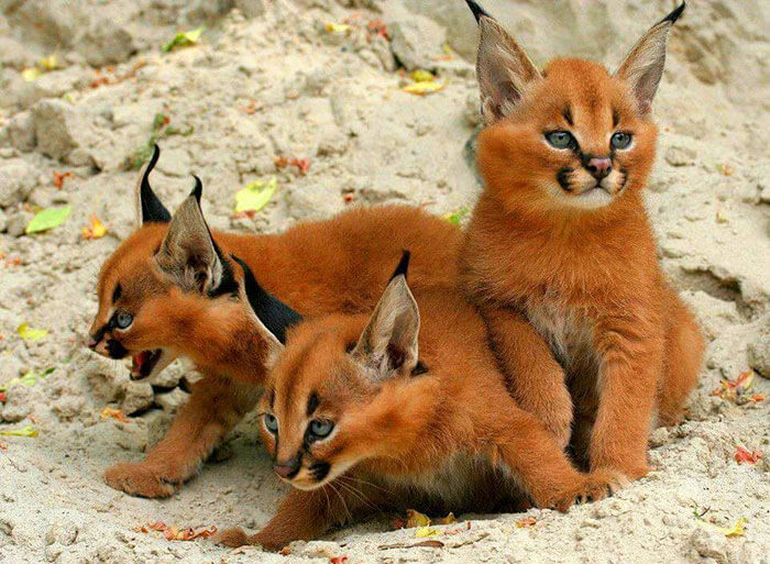 caracal