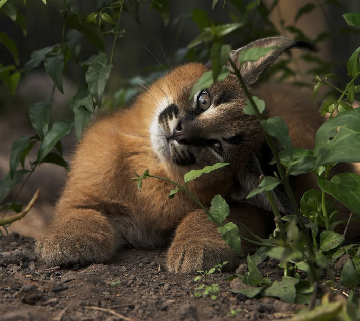 caracal