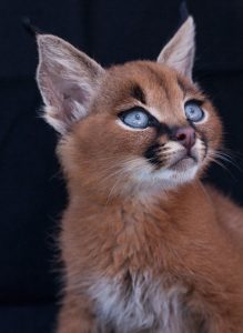 caracal